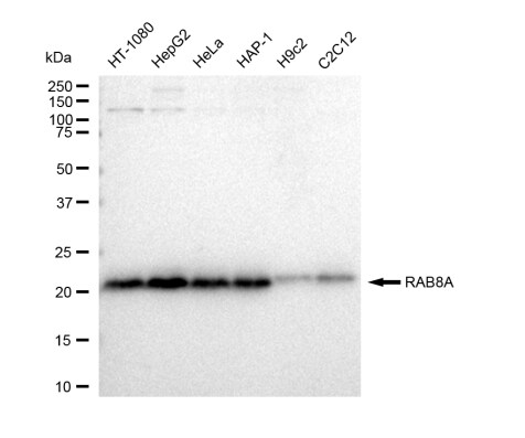 RAB8A Antibody (23GB4900)