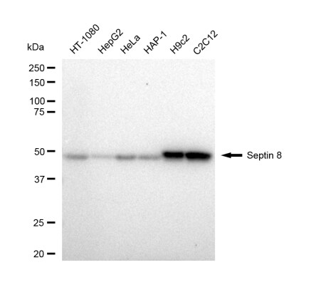 Septin-8 Antibody (23GB4905)