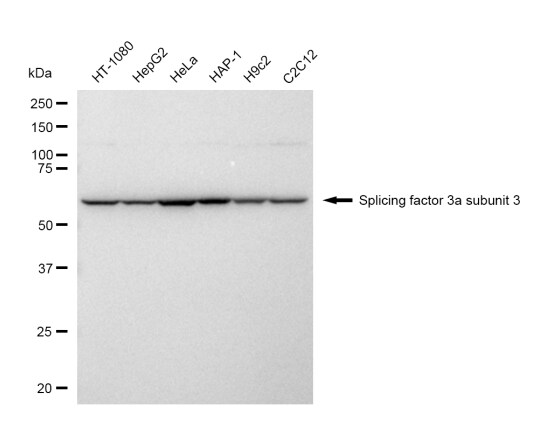 SF3A3 Antibody (23GB4775)