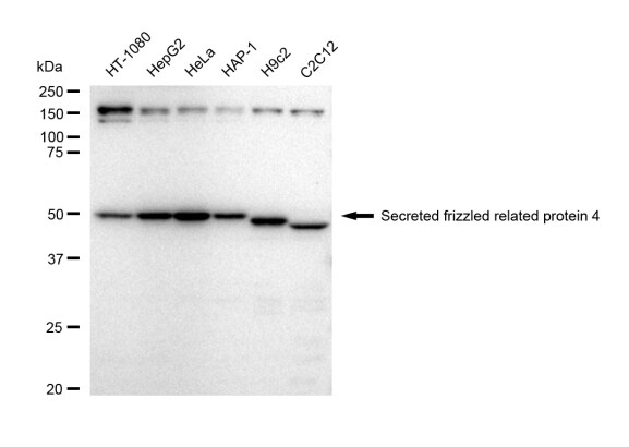 sFRP-4 Antibody (23GB4950)