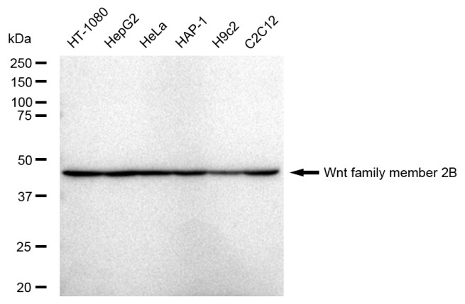Wnt-2b Antibody (23GB4930)
