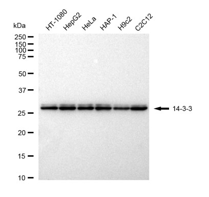 14-3-3 zeta/beta Antibody (23GB4830)