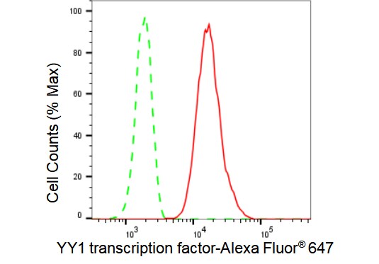 YY1 Antibody (23GB4790)