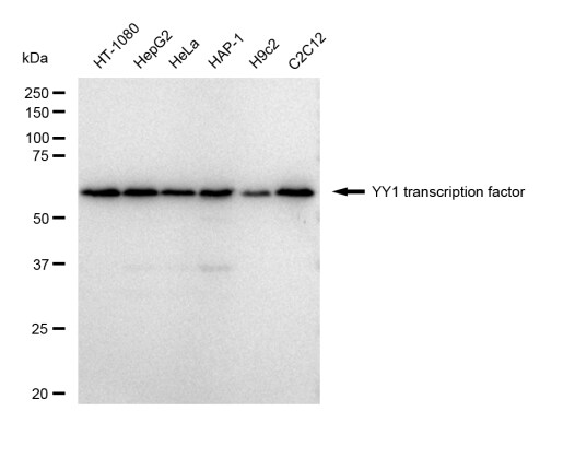 YY1 Antibody (23GB4790)
