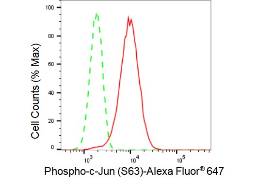 c-jun [p Ser63] Antibody (23GB7970)