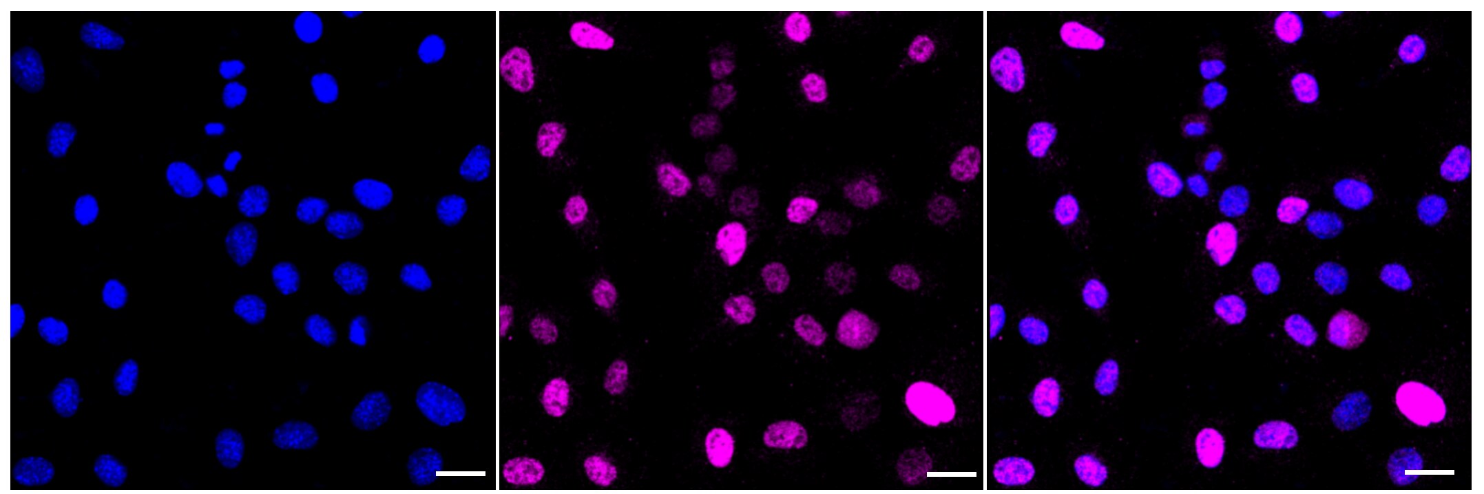 c-jun [p Ser63] Antibody (23GB7970)