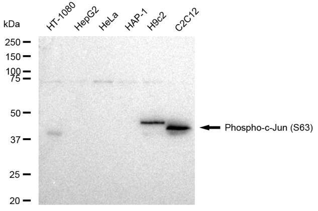 c-jun [p Ser63] Antibody (23GB7970)
