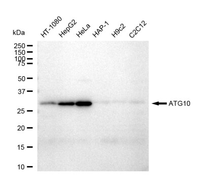 ATG10 Antibody (23GB4860)