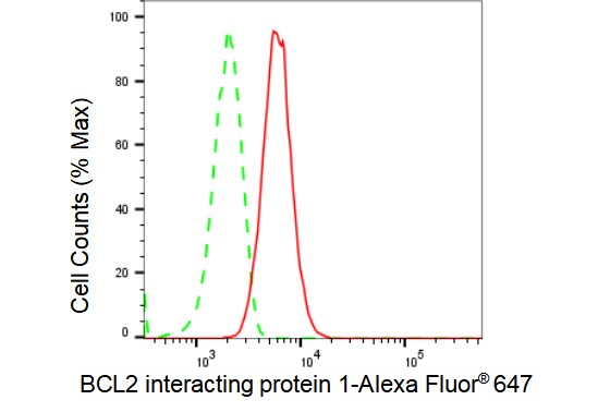 BNIP1 Antibody (23GB4870)