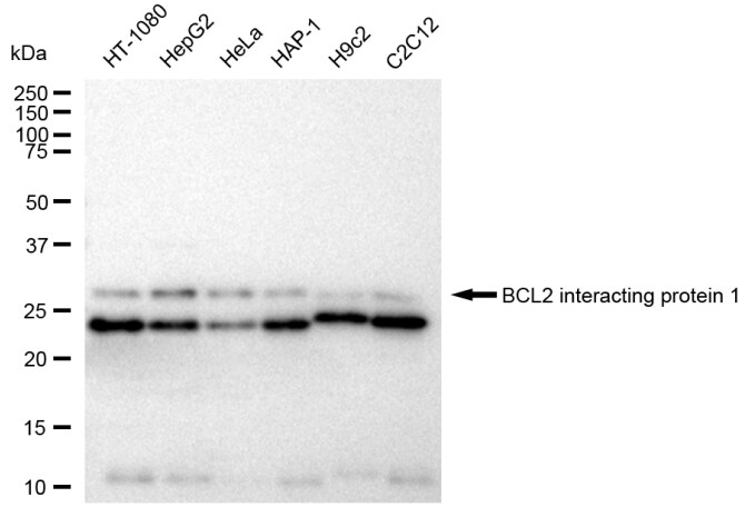 BNIP1 Antibody (23GB4870)