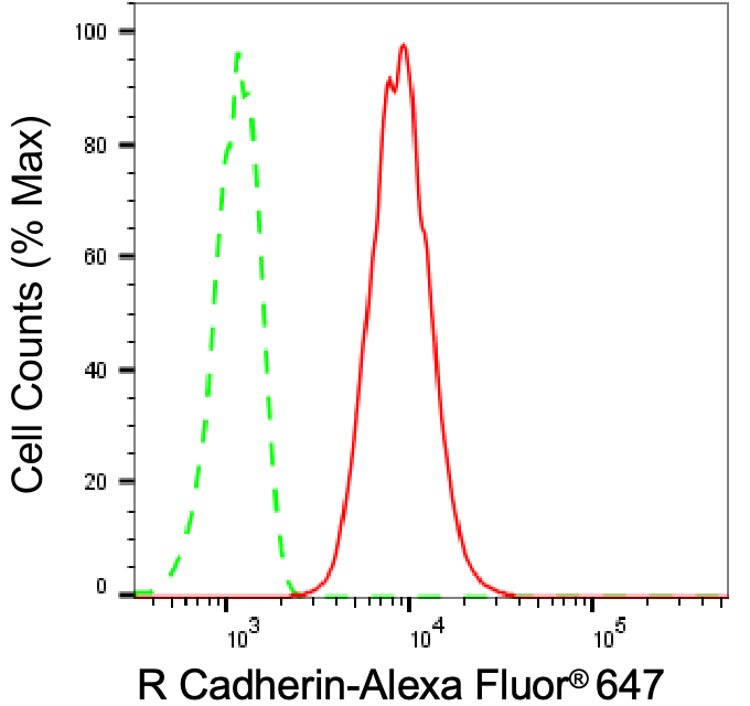 Cadherin-4/R-Cadherin Antibody (23GB5055)