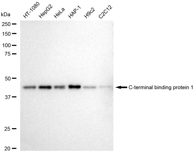 CtBP1 Antibody (23GB5115)