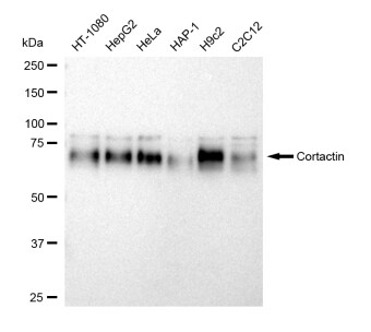 Cortactin Antibody (23GB5130)