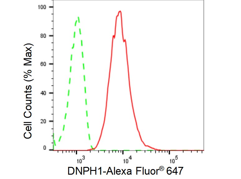 c-Myc-responsive protein Rcl Antibody (23GB5180)