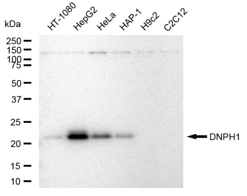 c-Myc-responsive protein Rcl Antibody (23GB5180)