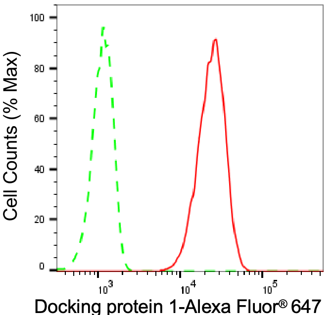 DOK1 Antibody (23GB5185)