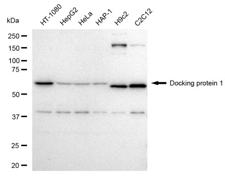 DOK1 Antibody (23GB5185)