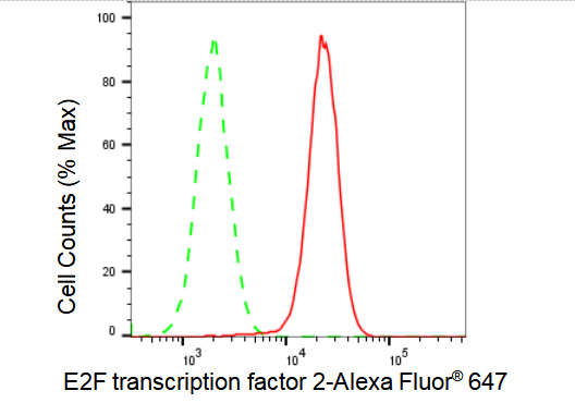 E2F-2 Antibody (23GB5250)