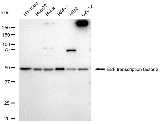 E2F-2 Antibody (23GB5250)