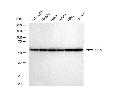 Elp3 Antibody (23GB5305)
