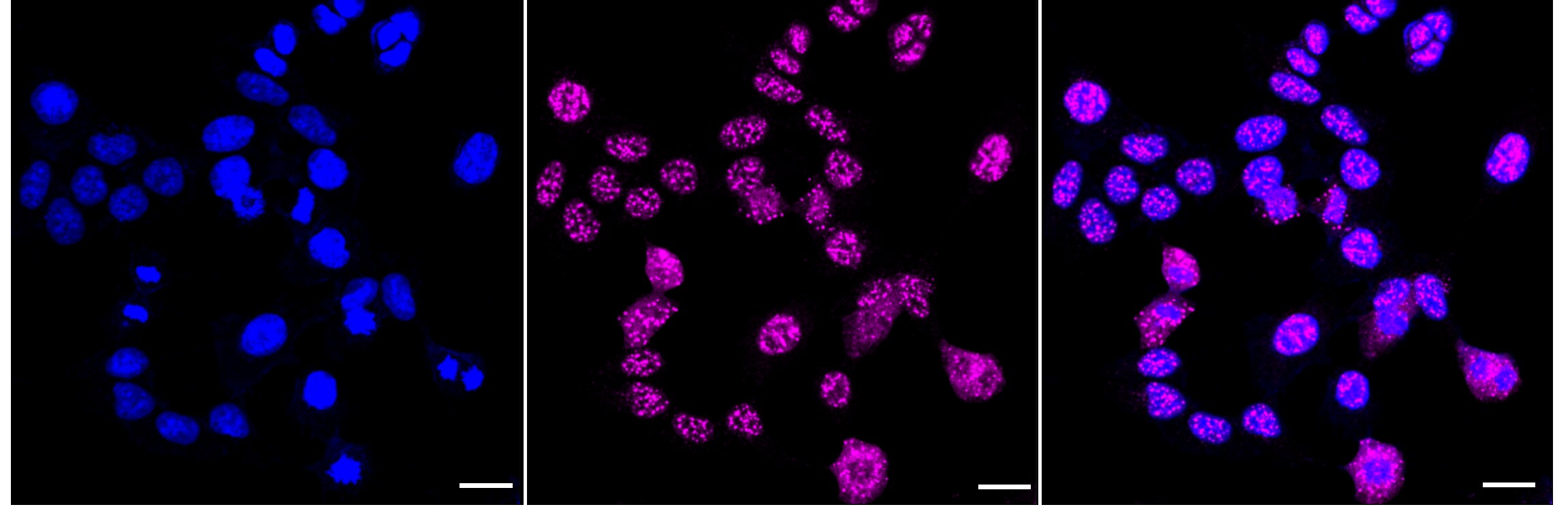 Smad3 [p Ser425] Antibody (24GB3940)
