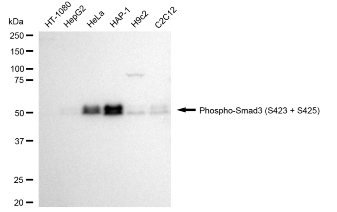 Smad3 [p Ser425] Antibody (24GB3940)