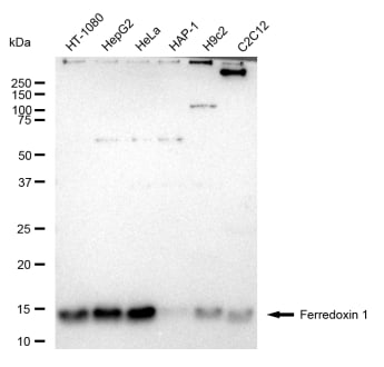 FDX1 Antibody (23GB5395)