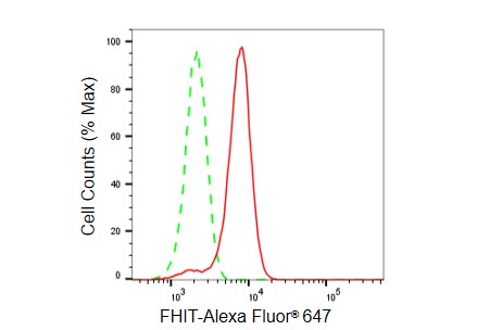 FHIT Antibody (23GB5415)