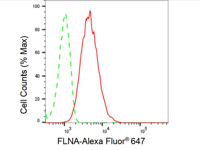 Filamin A Antibody (23GB5430)