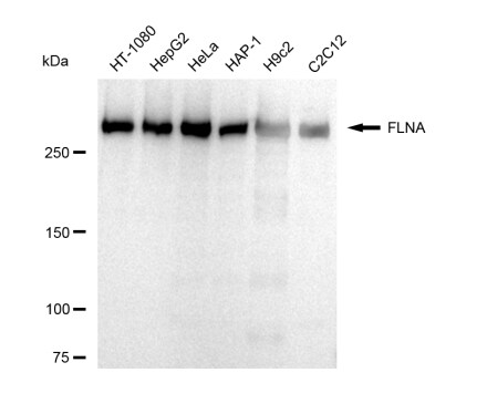 Filamin A Antibody (23GB5430)