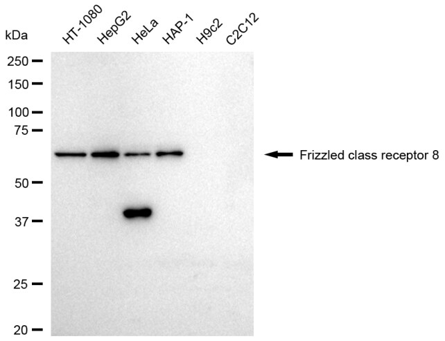 Frizzled-8 Antibody (23GB5470)