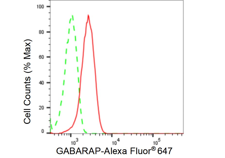GABARAP Antibody (23GB5490)