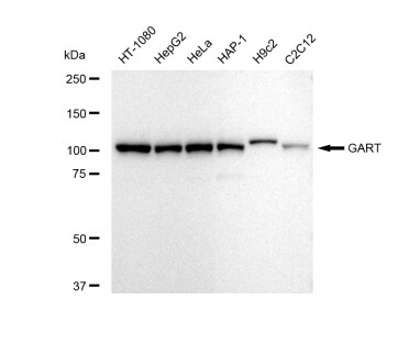 GART Antibody (23GB5520)