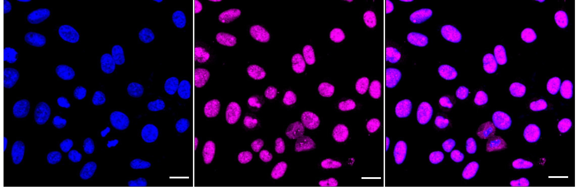 Syntaxin 4 Antibody (24GB4160)