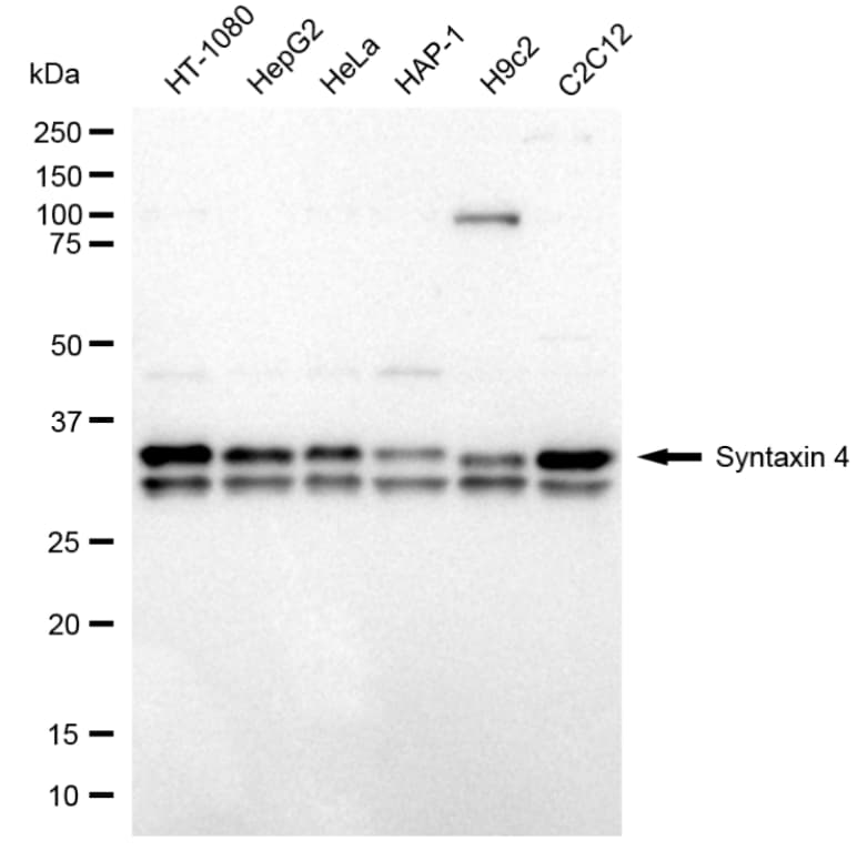 Syntaxin 4 Antibody (24GB4160)