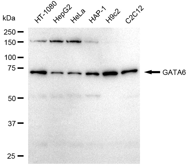 GATA-6 Antibody (23GB5525)