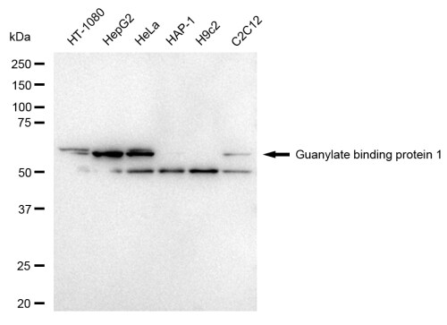 GBP1 Antibody (23GB5530)