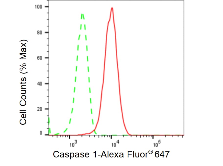 Caspase-1 Antibody (23GB5625)