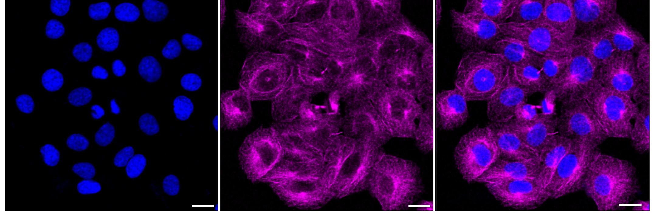 Caspase-1 Antibody (23GB5625)