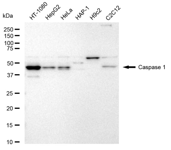Caspase-1 Antibody (23GB5625)