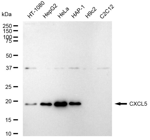 CXCL5/ENA-78 Antibody (23GB5670)