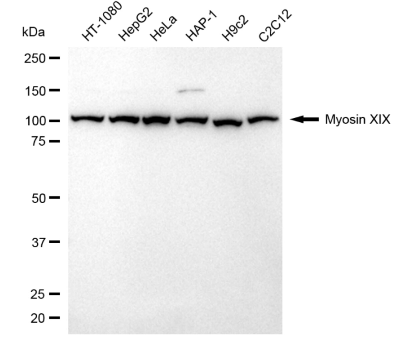 MYO19 Antibody (24GB5125)