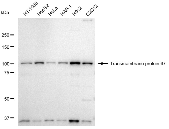 Meckelin Antibody (23GB4990)