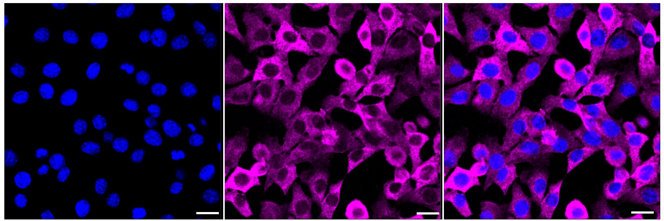 Histone H3 [p Ser10] Antibody (23GB4995)