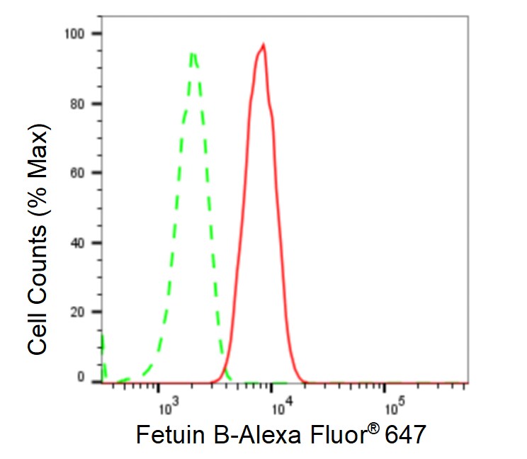Fetuin B Antibody (23GB5725)