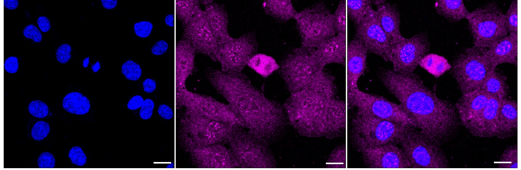 Fetuin B Antibody (23GB5725)