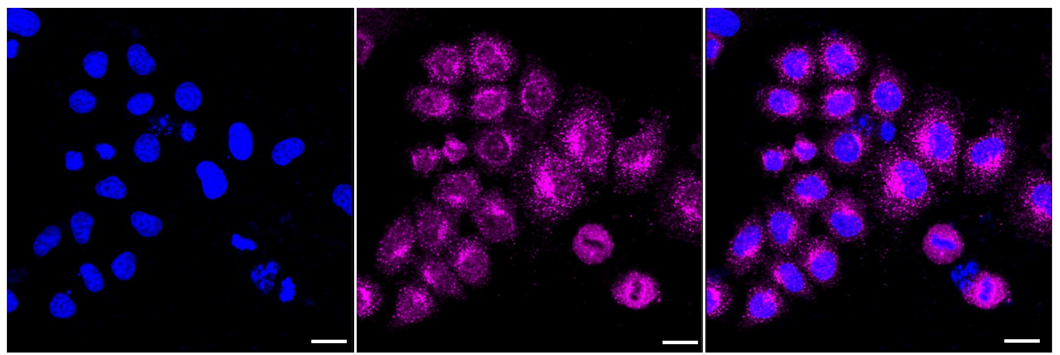 Aromatase Antibody (23GB5770)