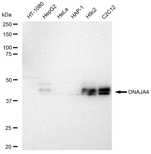 DNAJA4 Antibody (23GB5825)