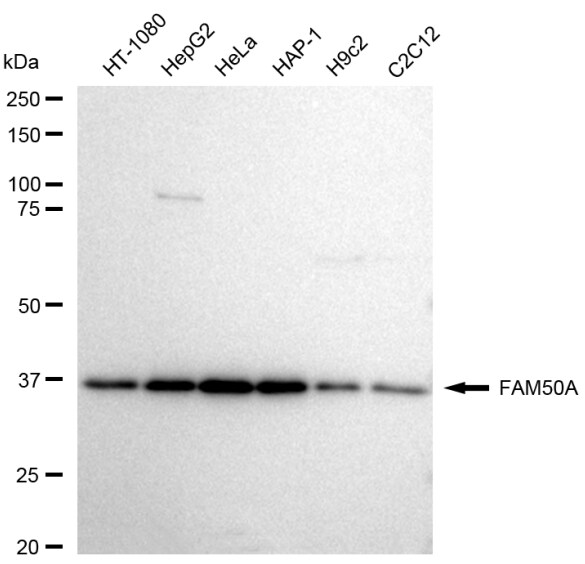 FAM50A Antibody (23GB5830)