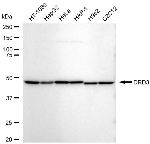 Dopamine D3R/DRD3 Antibody (23GB5840)